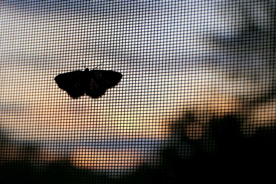 La silhouette d’un papillon de nuit posé sur la toile d’une moustiquaire, devant un ciel de crépuscule.